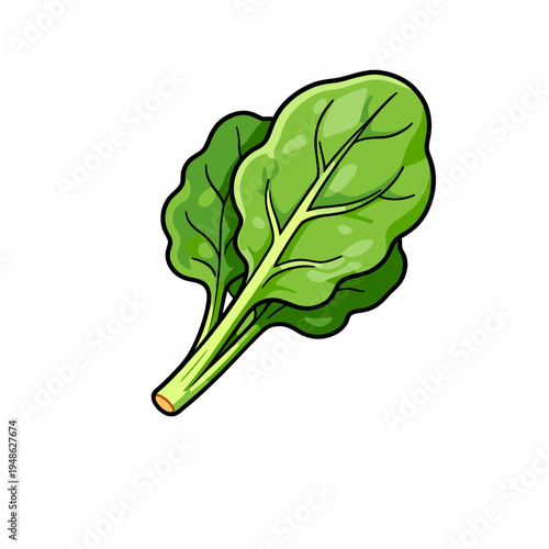 [Vector EPS]Fresh green leafy spinach vegetable for healthy eating