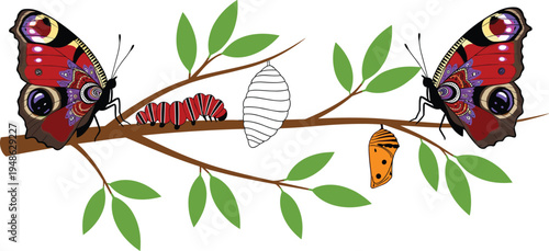 Illustrated butterfly life cycle on leafy branch showing caterpillar, chrysalis, and adult stages—ideal for educational visuals, biology themes, and nature design.