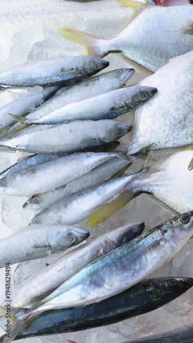 Vertical screen Glistening Silver Fish On Chilled Ice. Fresh Mackerel Presented On Ice At Street Market Vendor. Overlapping Silver Fish With Shimmering Scales Exhibited At Morning Market Stall