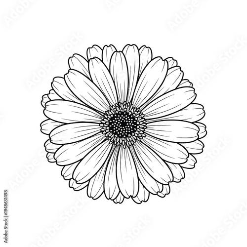 Detailed Black and White Line Art of a Single Daisy Flower.