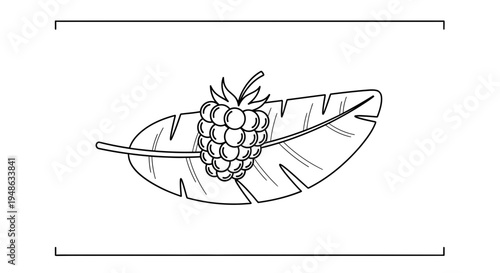 Single Raspberry on a Feather, Minimalist Line Art, Healthy Food Concept