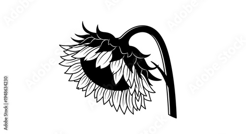 Sad Sunflower Drooping Head Black and White Illustration