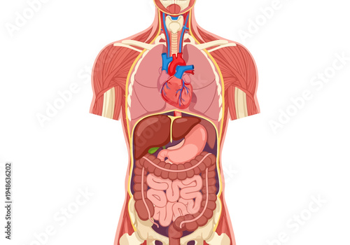 Diagram of human torso organs and superficial musculature against white
