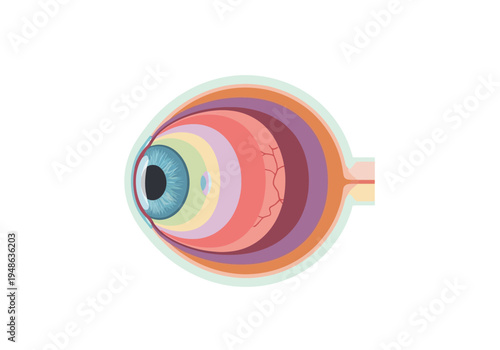 Diagram of a crosssection of the human eyeball structure