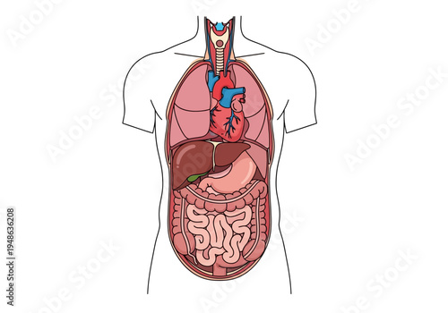 Diagram showing the location of major human torso organs