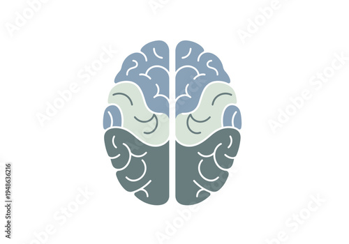 Dorsal view of a brain diagram with four colorcoded lobes per hemisphere