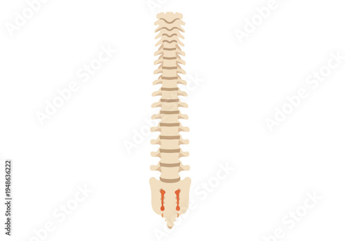 Illustration of the human vertebral column viewed from the back