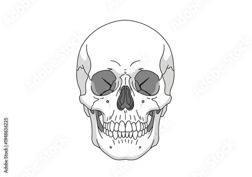 Frontfacing black and white stylized drawing of a human skull