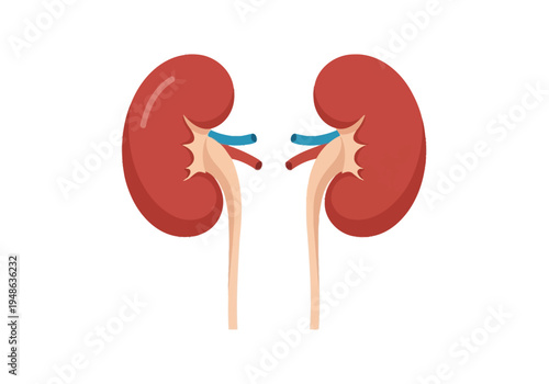 Illustration of two human kidneys with associated vessels and ureters