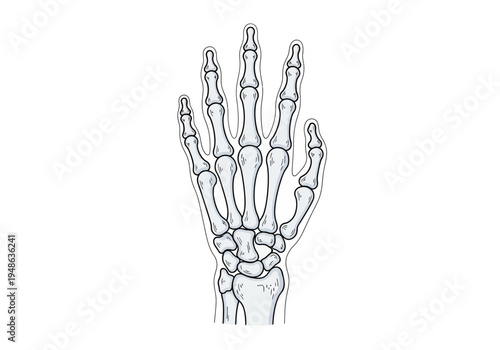 Stylized anatomical illustration of the bones of a human hand and wrist