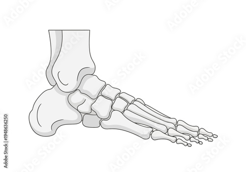 Medial view diagram of the human foot and ankle bones