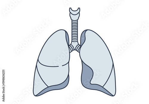Simple illustration of human lungs and trachea against a white background