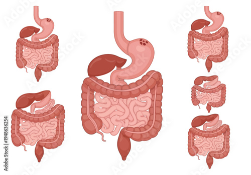 Illustrations of the human digestive system showing stomach liver and intestines