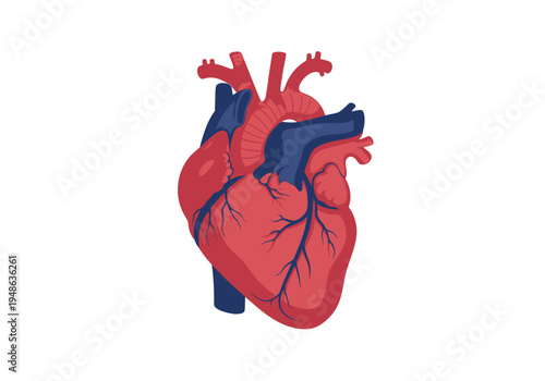 Stylized illustration of a human heart featuring red and blue vessels on a white background