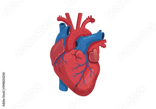 Stylized illustration of a human heart with major vessels in red and blue tones
