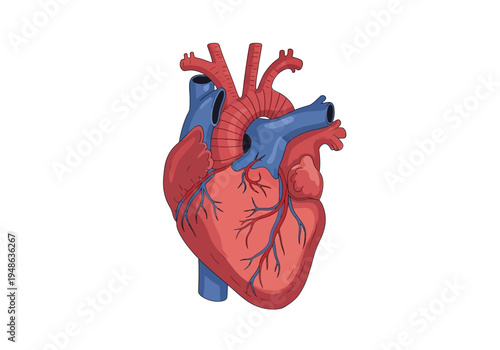 Stylized illustration of a human heart with major vessels