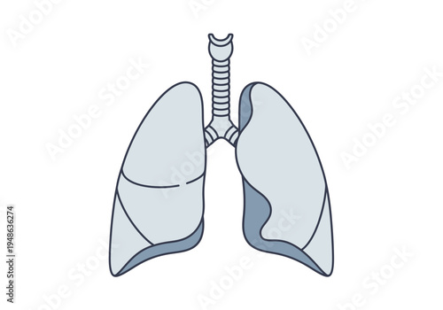Stylized illustration of human lungs and trachea with dividing lines