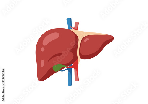Stylized illustration of the human liver with associated vessels and gallbladder