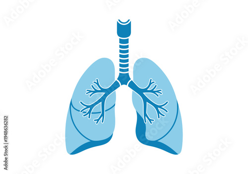 Stylized illustration of the human respiratory system showing the trachea and lungs