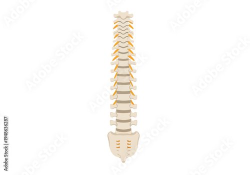Stylized illustration of the human vertebral column viewed posteriorly