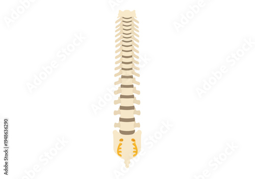Stylized illustration of the human vertebral column viewed from the back