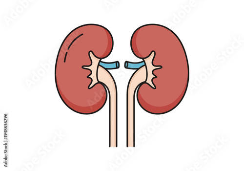 Stylized illustration of two human kidneys with ureters and renal vessels