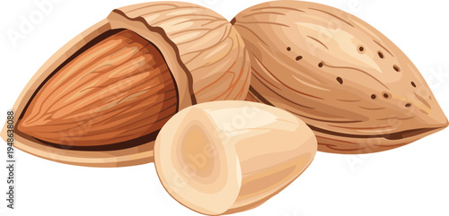Illustration of almonds in shell, partially opened, and halved kernel, ideal for food packaging, nutrition, botanical, and culinary design themes