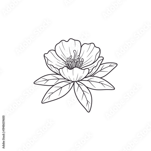 Elegant Hand Drawn Flower Illustration with Detailed Petals and Leaves.