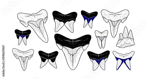 Collection of diverse shark teeth illustrations on white background