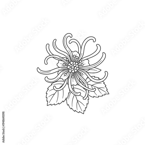 Detailed Line Art Illustration of a Chrysanthemum Flower.