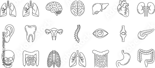 Human Internal Organs and Anatomy Vector Icon Set Featuring Brain Lungs Heart Stomach Kidney and Skeletal System Elements,