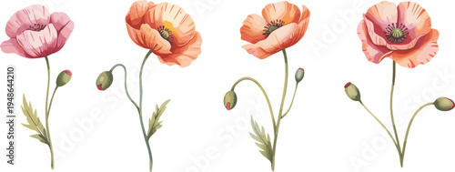 Detailed illustration of four poppy flowers in pink, orange, and red shades with unique petals, stems, buds, and leaves for botanical and decorative design