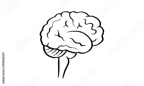 Human brain structure