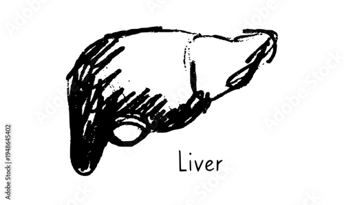 Liver logo sketch
