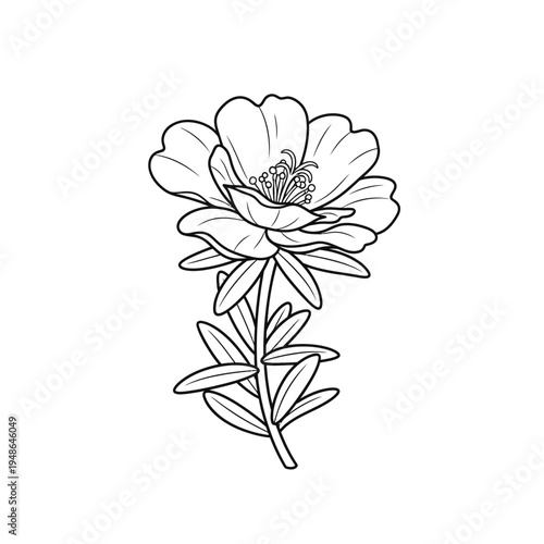 Detailed Line Drawing of a Blooming Purslane Flower.