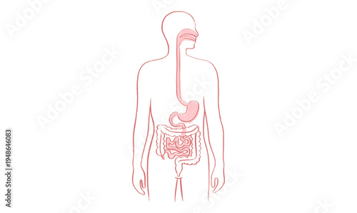 Digestive system diagram