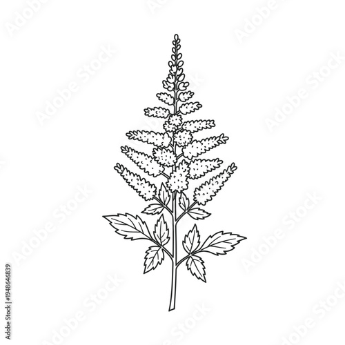 Detailed Line Drawing of a Delicate Astilbe Flower Spike.