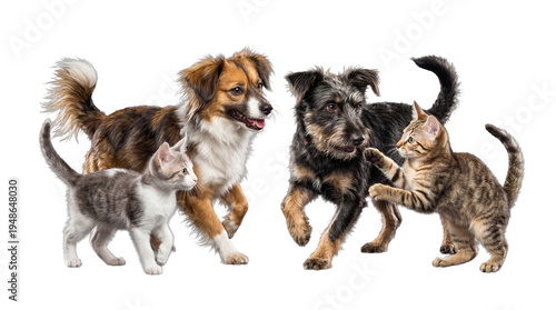 Photography Two playful adult dogs and two adorable kittens interacting on a clear transparent studio background