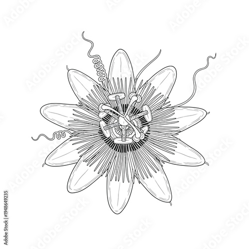 Detailed Line Drawing of a Passion Flower.