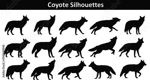 Coyote silhouettes collection wild canine animals standing walking and howling poses wildlife predator animal set isolated illustration for nature and wildlife design