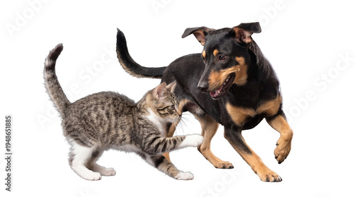 Adorable photograph of a lively tabby kitten playfully swatting at a happy black and tan dog.