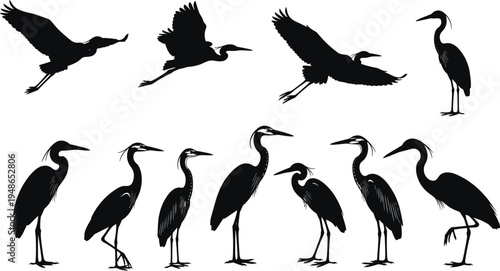 Heron bird silhouettes collection flying and standing water birds wildlife animal poses isolated illustration set for nature, wetland and wildlife design