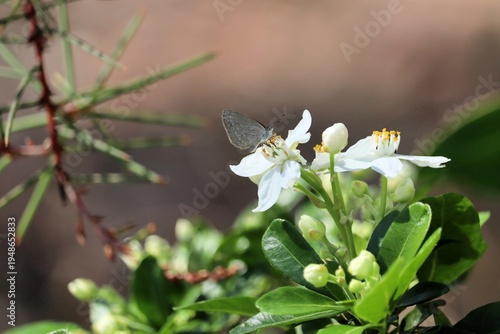 Принти на полотні Common Grass Blue Butterfly (Zizina labradus) feeding on Choisya ternata nectar,