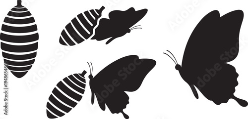 Butterfly Life Cycle Silhouettes Transformation Stages Black and White