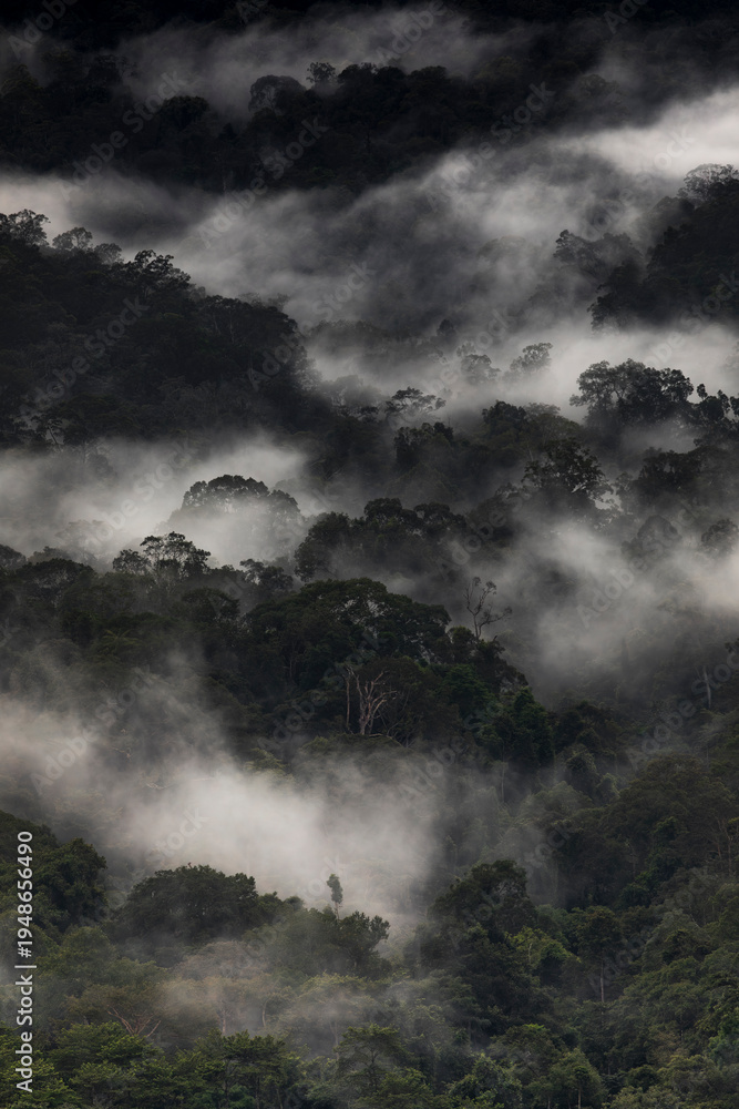 Fototapeta premium Mist curls around dense forest canopy, from Bukit Teresek hill, Taman Negara, Malaysia
