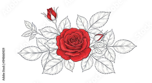 Red Rose with Outline Leaves and Bud - Romantic Floral Illustration