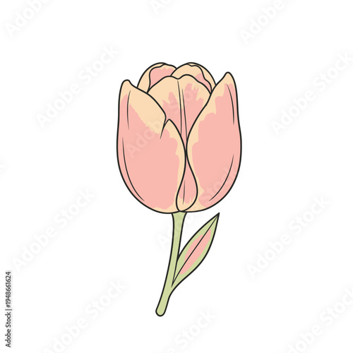 A delicate pink tulip flower illustration with a simple stem and leaf.