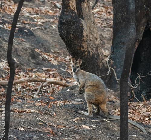 Wallaby after the fires