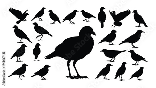 A large black silhouette of a bird surrounded by multiple smaller bird silhouettes in various poses and orientations on a white background, showcasing different species and behaviors