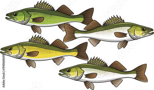 Freshwater fish collection illustration featuring detailed bass fish species, realistic fishing vector set isolated, aquatic wildlife design for fishing, seafood, and marine life concepts